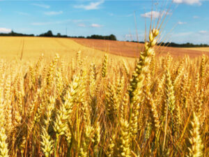 New measures to ensure food production remains the primary purpose of farming