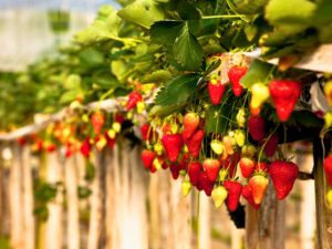 Farming and food sector receives new support measures