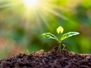Growth Guarantee Scheme now open for applications