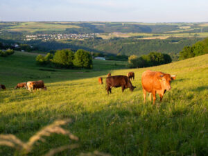 Import ban on cattle, pigs and sheep from Germany