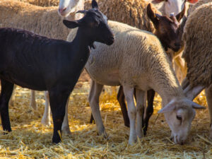 New controls to protect Britain’s sheep and goats from PPR